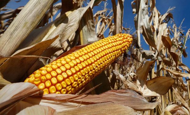 Unicornio de retenciones: el maíz aportaría al Gobierno US$ 1.000 millones por primera vez en la historia