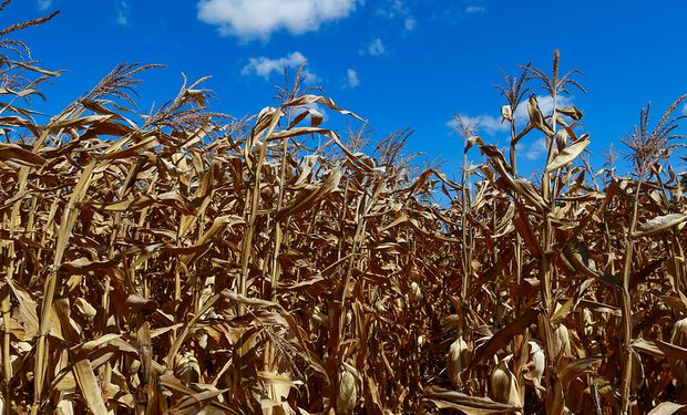 Ola de calor y sequía: día por día, el pronóstico que impacta de lleno sobre el campo