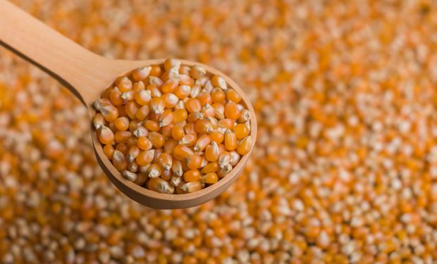 Reducen las retenciones a las exportaciones de soja, trigo y maíz orgánico y a las economías regionales