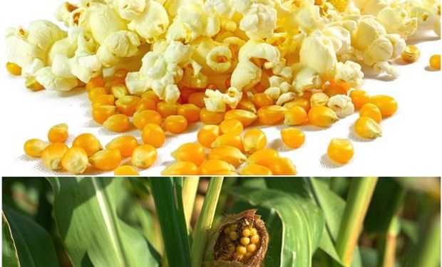 El pop corn, ¿un alimento del 4.700 a.C.?: la increíble historia de una golosina que nace en el campo y que ubica a la Argentina en el liderazgo mundial