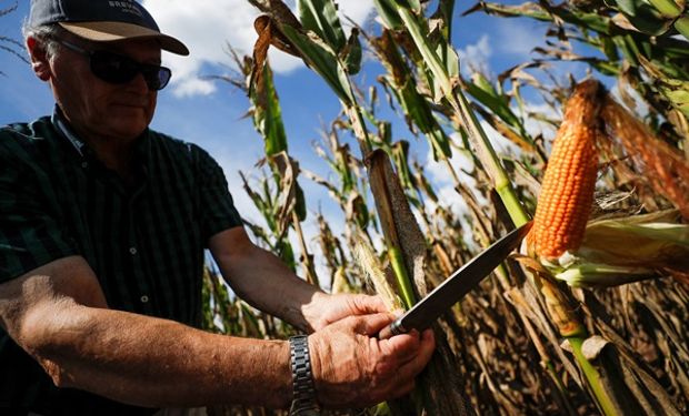 En el campo: la fórmula para tener una renta del 40% en dólares en 6 meses