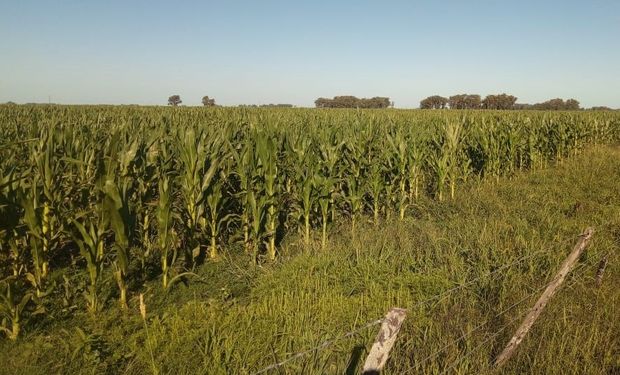 Las reservas de humedad para el maíz de segunda son escasas en gran parte de la zona núcleo