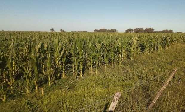 Las reservas de humedad para el maíz de segunda son escasas en gran parte de la zona núcleo