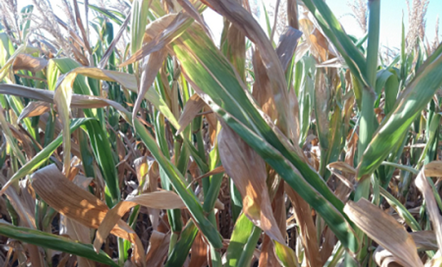 Retenciones cero para soja y maíz: el proyecto de un diputado para zonas en emergencia