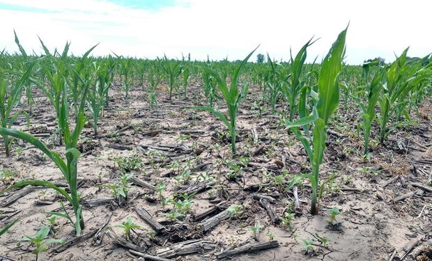 Sequía en cultivo de maíz, provincia de Buenos Aires.