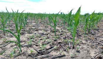 Por la sequía, la cosecha gruesa en Córdoba sufriría un recorte de 10 millones de toneladas