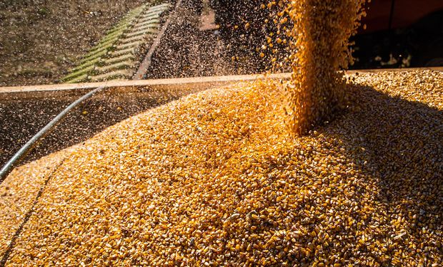 Nuevo dólar agro: cómo cierran la semana los precios de la soja, el trigo y el maíz en Rosario