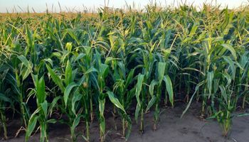 El maíz en una etapa crítica: la floración se da en un escenario de baja oferta de agua en el suelo