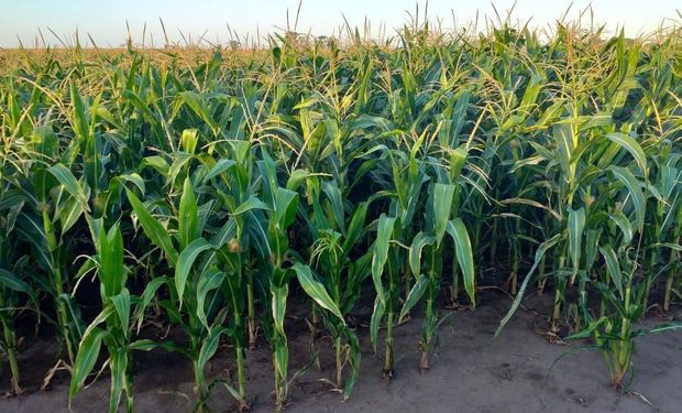 El maíz en una etapa crítica: la floración se da en un escenario de baja oferta de agua en el suelo