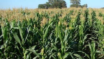 La seca anticipa un "boom" de maíz tardío: cuáles son las asginaturas pendientes en el manejo de este cultivo