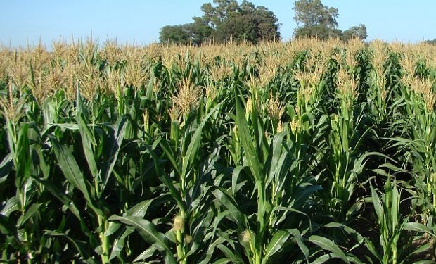 La seca anticipa un "boom" de maíz tardío: cuáles son las asginaturas pendientes en el manejo de este cultivo