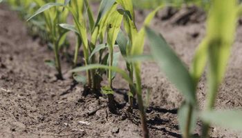 Zona núcleo:  el área de maíz tardío crecería seis veces por la sequía