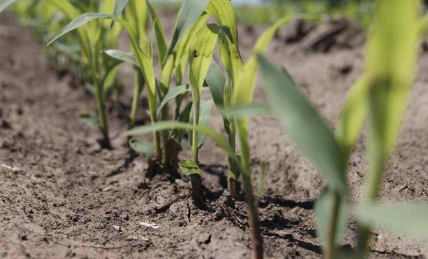 Zona núcleo:  el área de maíz tardío crecería seis veces por la sequía