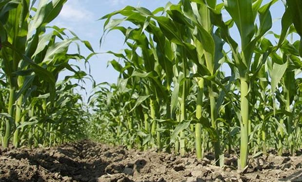 Santa Fe: el maíz temprano muestra los primeros síntomas del déficit hídrico