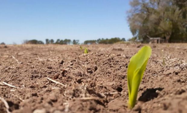 Año del maíz: con una superficie récord, la campaña espera superar los 54 millones de toneladas