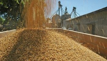 El gobierno reactivó el cobro de retenciones anticipadas de maíz