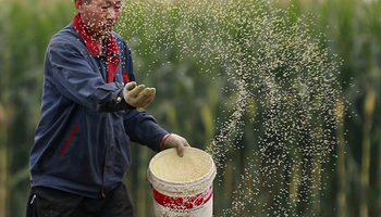 Soja y maíz: avanza en China la aprobación de OGM
