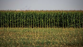 Sorpresa en las encuestas: por qué el maíz "no se toca" y los nuevos lotes que se suman al trigo