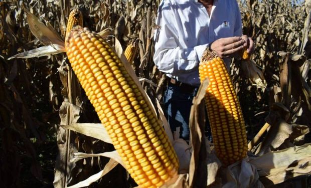 La rentabilidad del maíz en Córdoba ante un contexto incierto.