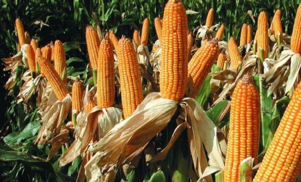 ¿Es un escenario propicio para el maíz y sus productos?