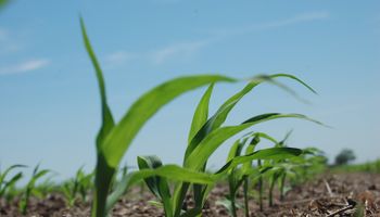 Sin lluvias, el maíz y la soja progresan en forma ajustada