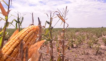 Córdoba: más de 1.800 productores recibieron aportes por apostar a la sustentabilidad