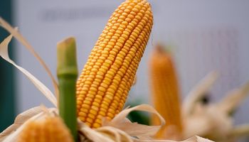 Híbridos de maíz NK: las grandes novedades que presentan para la campaña 2021/22