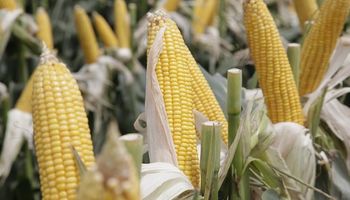 Agroindustria busca desarrollar maíz de alta productividad en Misiones y Corrientes