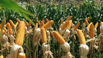 La producción de maíz en Córdoba es la mayor del último quinquenio