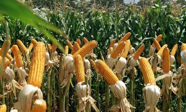 La producción de maíz en Córdoba es la mayor del último quinquenio