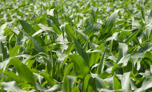 Maíz: las lluvias cayeron en el momento justo para la floración