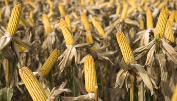 Realidades diferentes: hay maíces tempranos con rendimiento “superadores” y otros bajo una situación crítica
