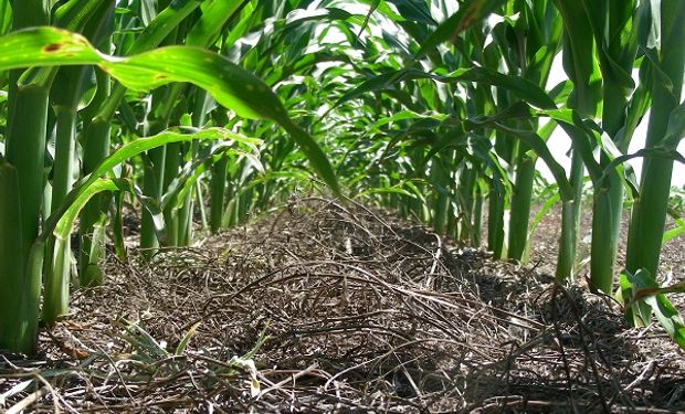 El Ing. Agr. Santiago Tourn presentará los resultados de la evaluación de aplicadores de fertilizantes y cómo se pueden corregir las fallas más comunes.