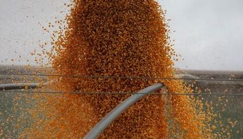 Chicago: sigue la racha de subas en el mercado de granos
