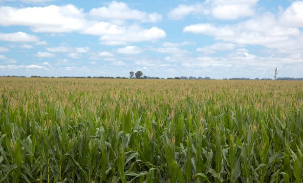 El maíz está complicado y el 45 % de los lotes están de regular a malo en la zona núcleo