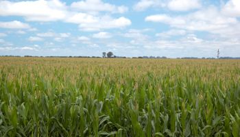 Se espera una campaña récord de maíz, pero la chicharrita y el cultivo temprano ponen un techo