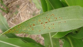 Cómo y cuándo aplicar fungicidas para evitar roya y tizón en maíz
