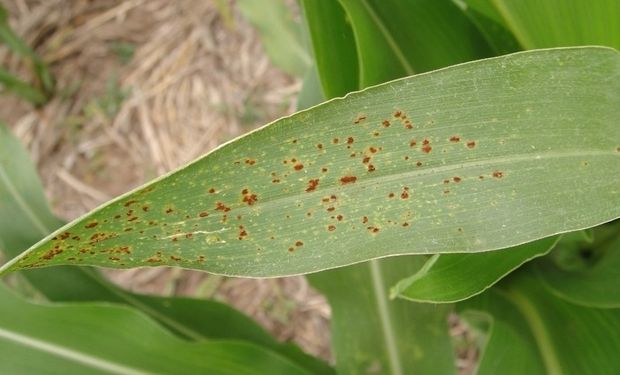 La roya común fue una de las enfermedades fúngicas prevalentes durante el último ciclo del maíz, junto con el tizón foliar.