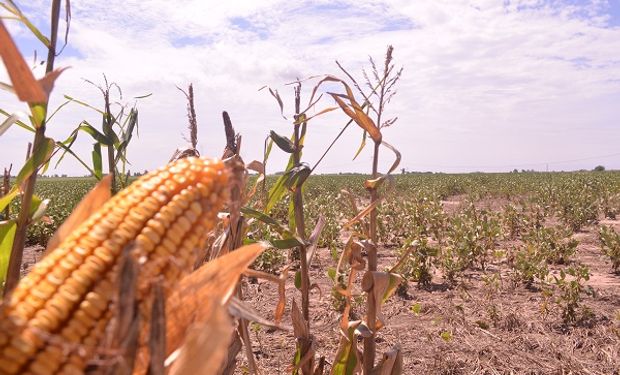 El área más problemática correspondería a 5.100.000 ha aproximadamente