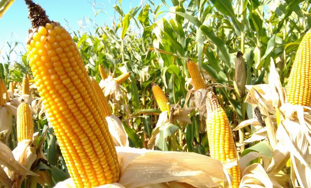 "Con la napa cercana, el maíz es un cultivo bastante seguro por más que en primavera aparezca una Niña débil"