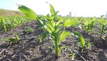 INTA busca aumentar la capacidad de resiliencia de los principales cultivos