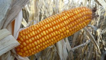 Estudian la genética del maíz para aumentar la producción de etanol