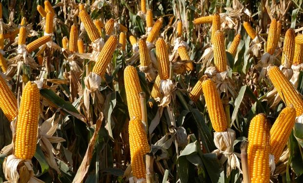 El mercado de maíz concentra la atención: pagaron hasta US$ 130 con entrega inmediata