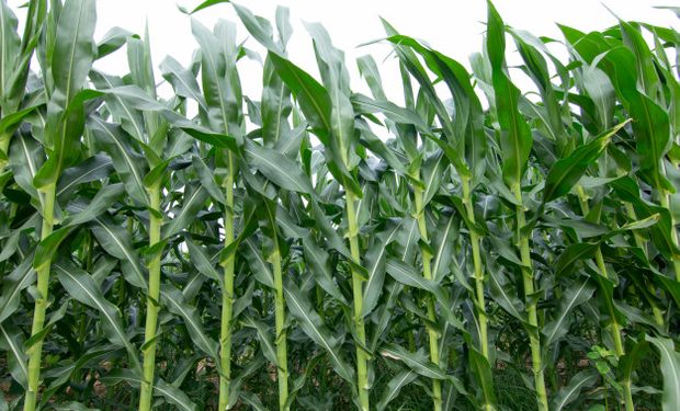 Mejoró el precio del maíz en el mercado local: en Chicago se cortó la racha de bajas