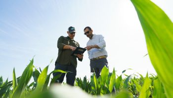 Los planteos de "altísima productividad" del maíz, bajo la visión de un experto