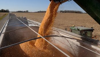 En junio la exportación de maíz podría crecer un 194% contra el año pasado