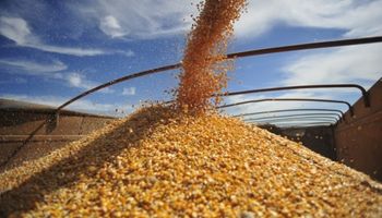 Brasil venderá maíz de sus reservas para contener los precios