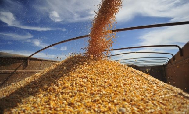 Se ofrecerán 500.000 toneladas para productores de porcinos y de aves.