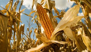 Nuevo maíz genéticamente modificado
