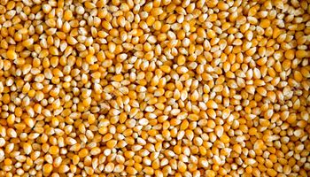 Exportadores están sobrecomprados en maíz 2016/17